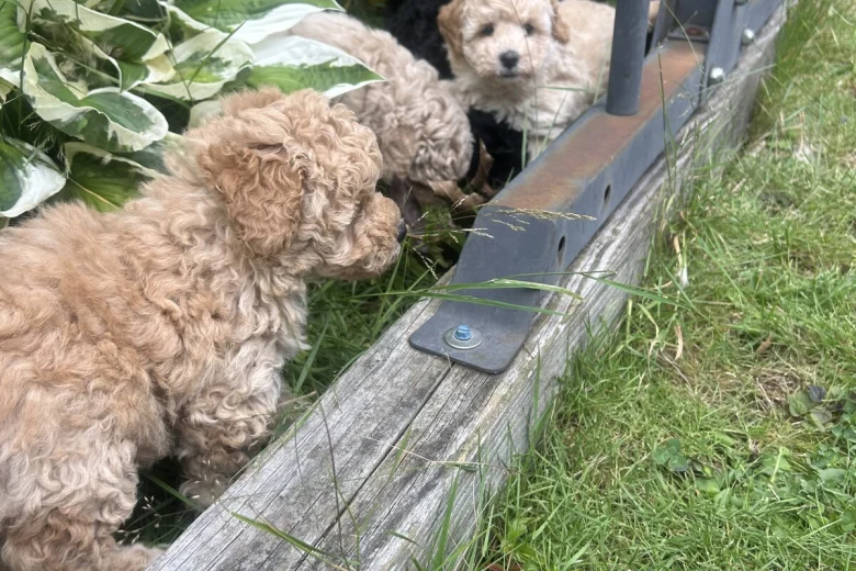 Toy Poodle