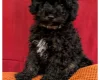 Toy Poodle