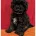Toy Poodle