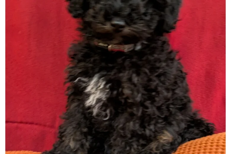 Toy Poodle