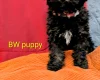 Toy Poodle
