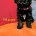 Toy Poodle