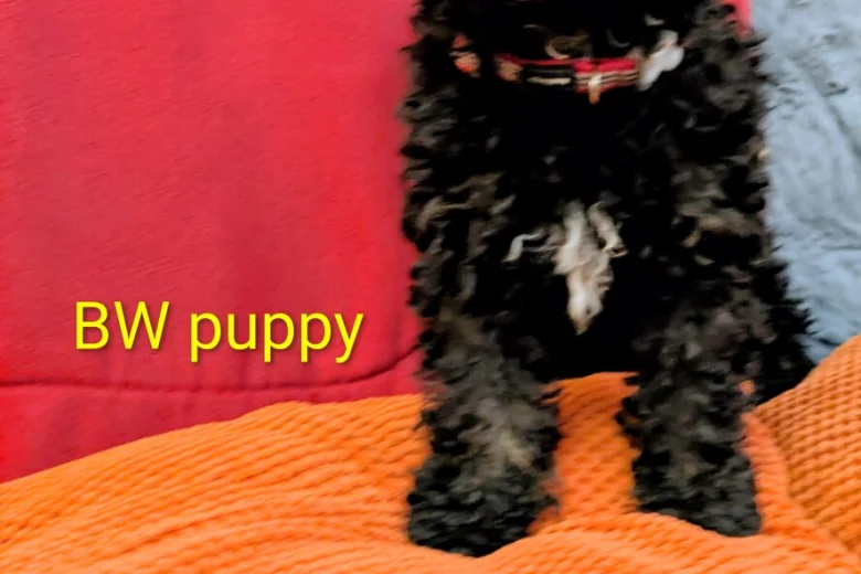 Toy Poodle