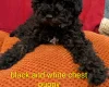 Toy Poodle