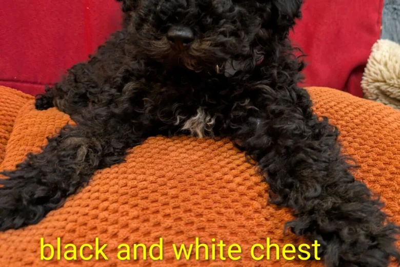 Toy Poodle