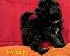 Toy Poodle