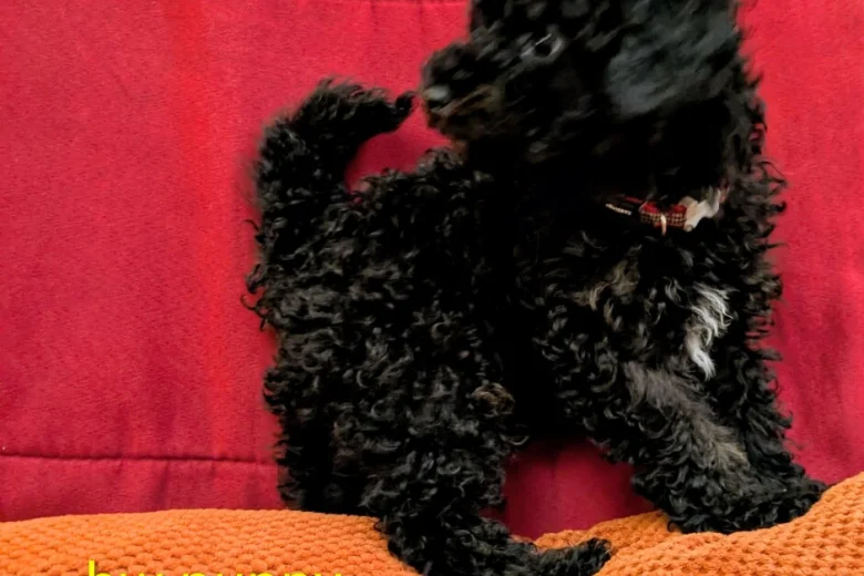 Toy Poodle