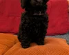 Toy Poodle