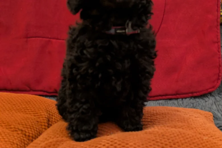 Toy Poodle