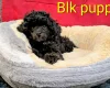 Toy Poodle