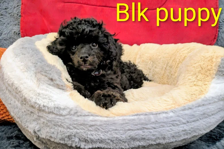 Toy Poodle