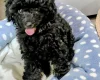 Toy Poodle
