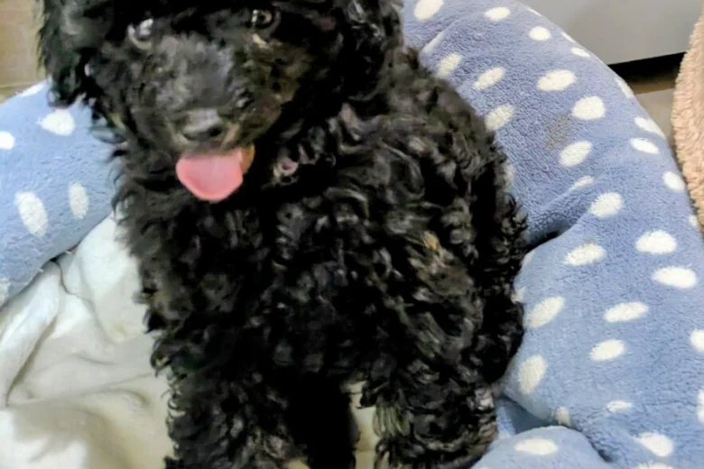 Toy Poodle