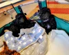 Toy Poodle