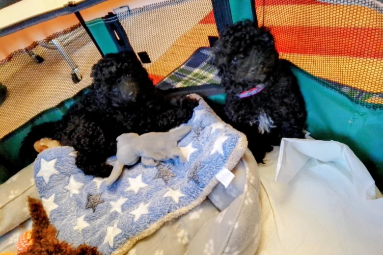 Toy Poodle