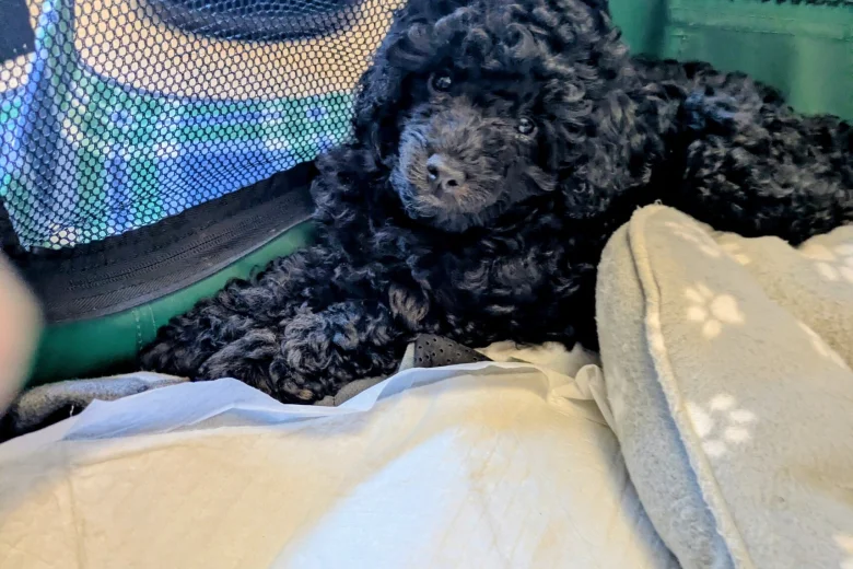 Toy Poodle