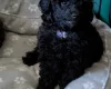 Toy Poodle