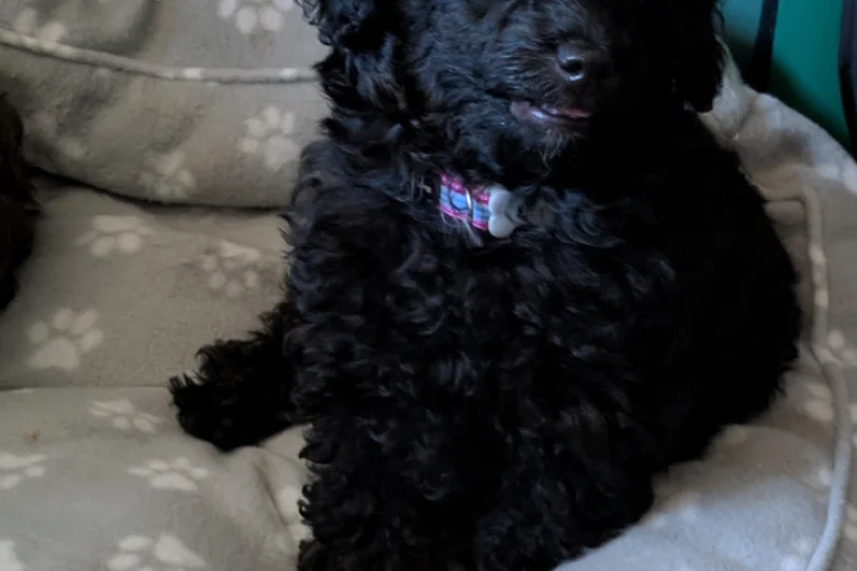 Toy Poodle