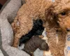 Toy Poodle