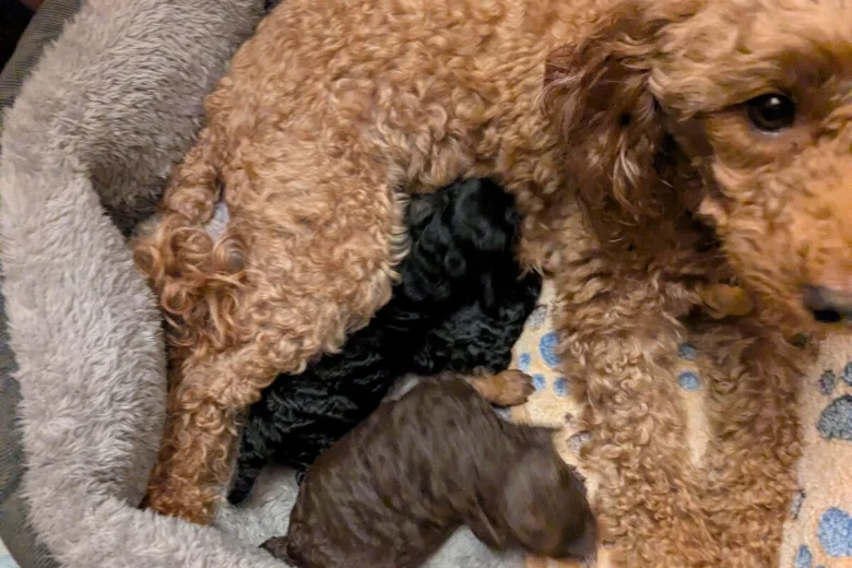 Toy Poodle