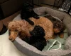 Toy Poodle