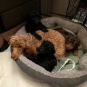 Toy Poodle
