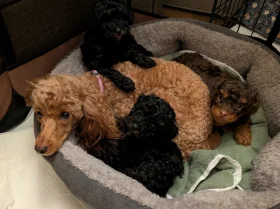 Toy Poodle
