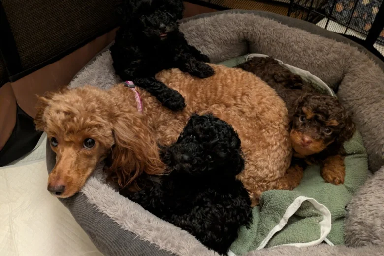 Toy Poodle