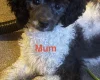 Toy Poodle