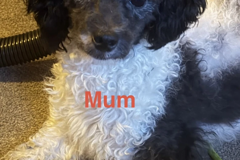 Toy Poodle