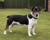 Jack Russell