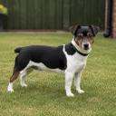 Jack Russell