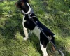 Jack Russell