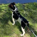 Jack Russell