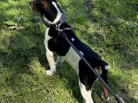 Jack Russell