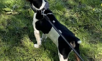 Jack Russell