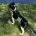 Jack Russell