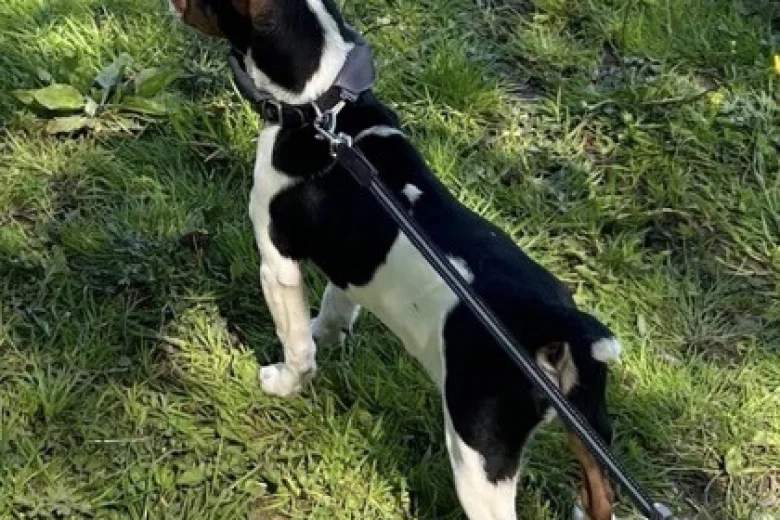 Jack Russell