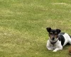 Jack Russell