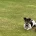 Jack Russell