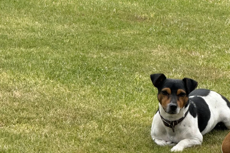 Jack Russell