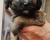 Mixed Breed
