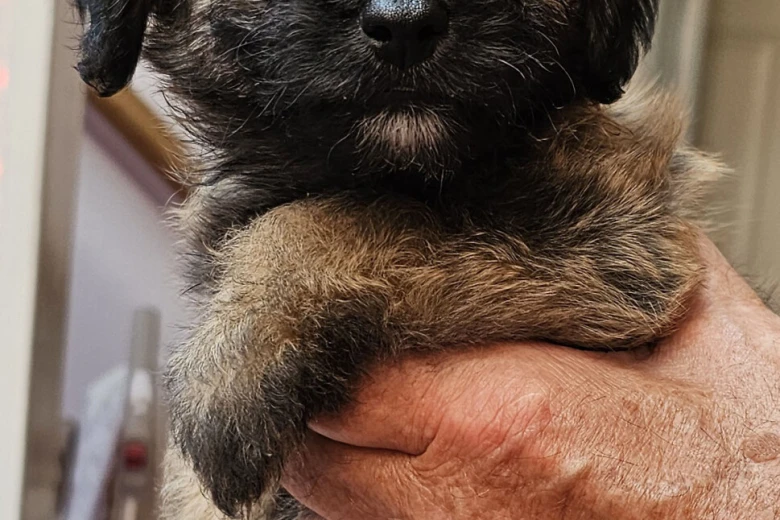 Mixed Breed