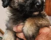 Mixed Breed