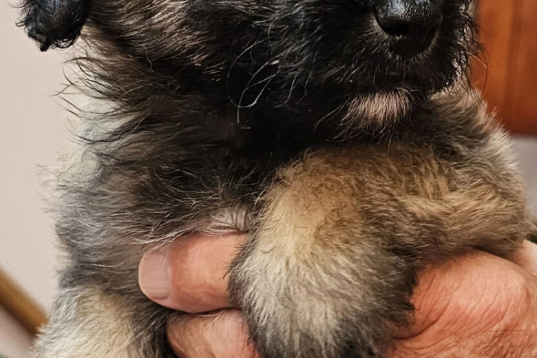 Mixed Breed