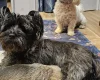 Mixed Breed