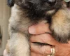Mixed Breed