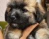 Mixed Breed
