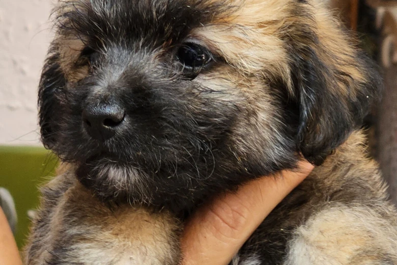 Mixed Breed