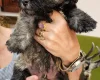 Mixed Breed